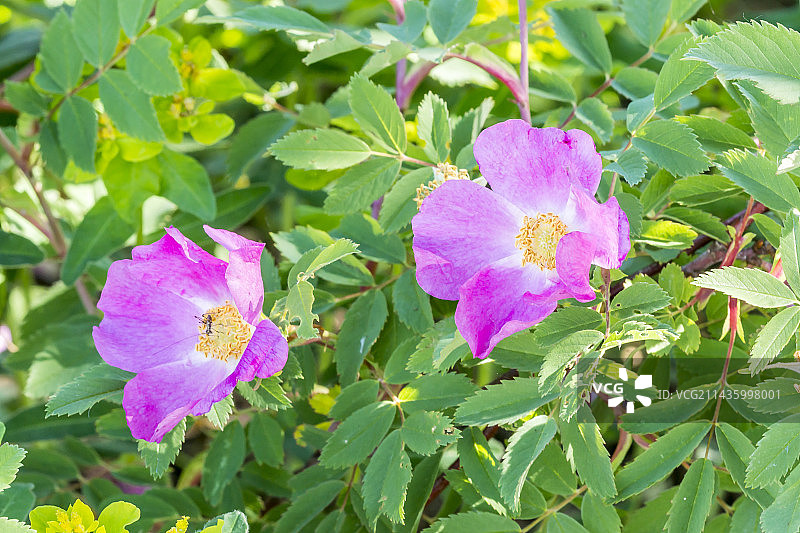 刺蔷薇图片素材