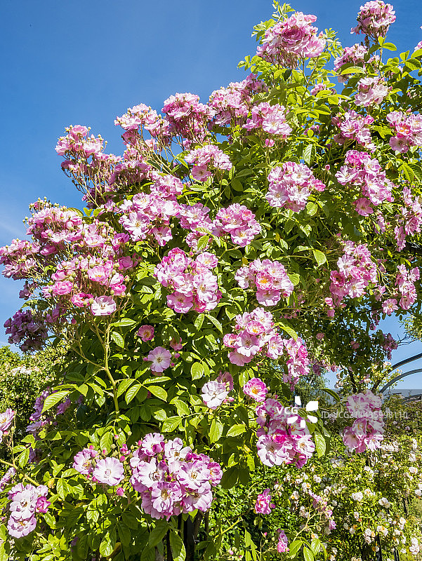 玫瑰“Rush Rambler”图片素材