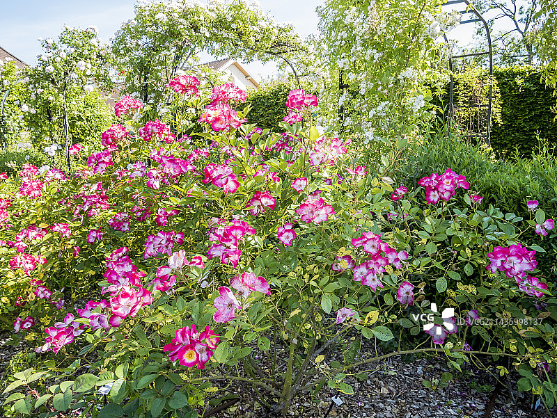 玫瑰“布卡武”， Lens (BEL) 1998图片素材