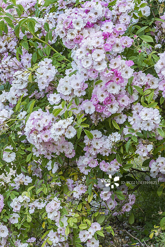 野蔷薇图片素材