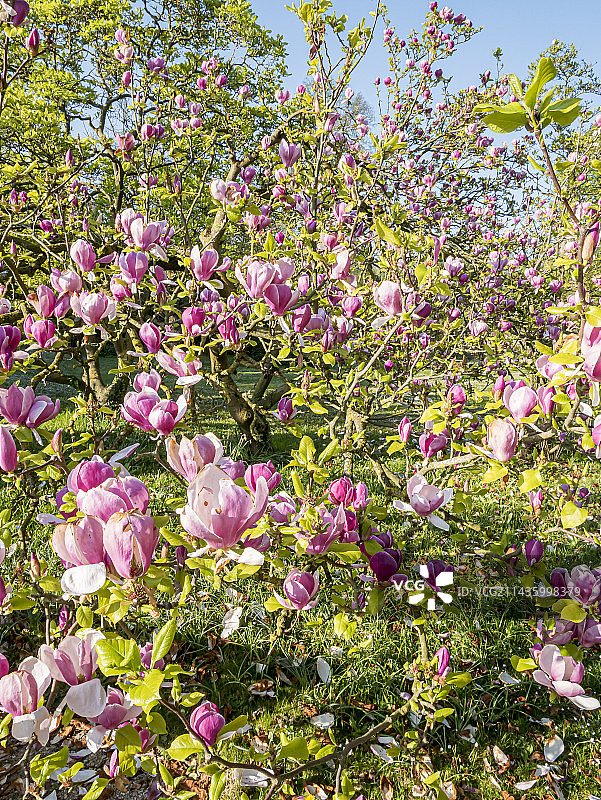 勃艮第紫玉兰图片素材