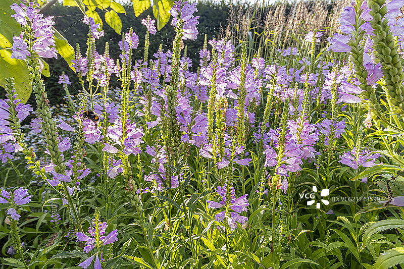 水晶峰囊萼花图片素材