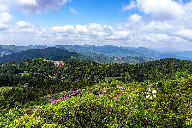 浙江天台山华顶森岭公园云锦杜鹃图片素材