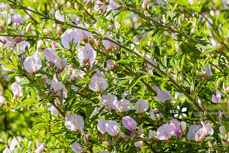 紫花黄雀花图片素材