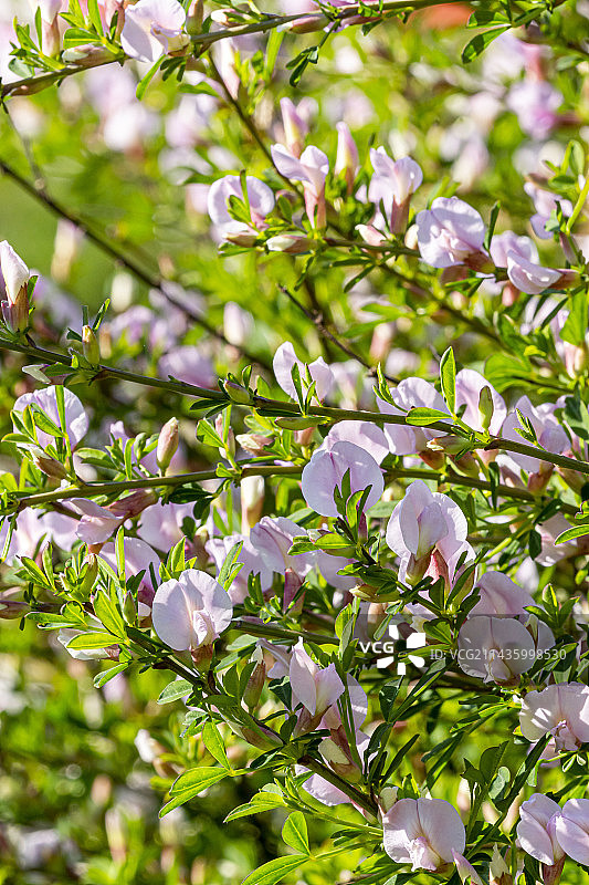 紫花黄雀花图片素材