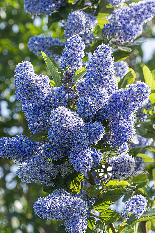海龙葵图片素材