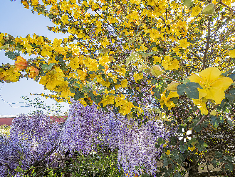 弗里蒙特树 ‘太平洋日落’、紫藤图片素材