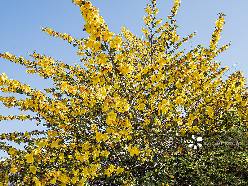 弗里蒙特树 ‘太平洋日落’图片素材