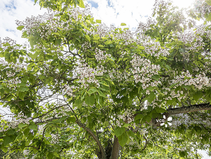 美国 catalpa图片素材