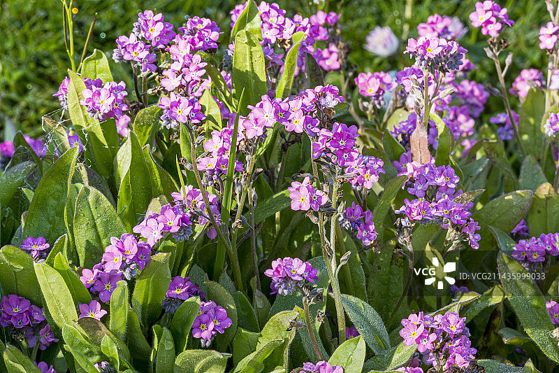 勿忘草花图片素材