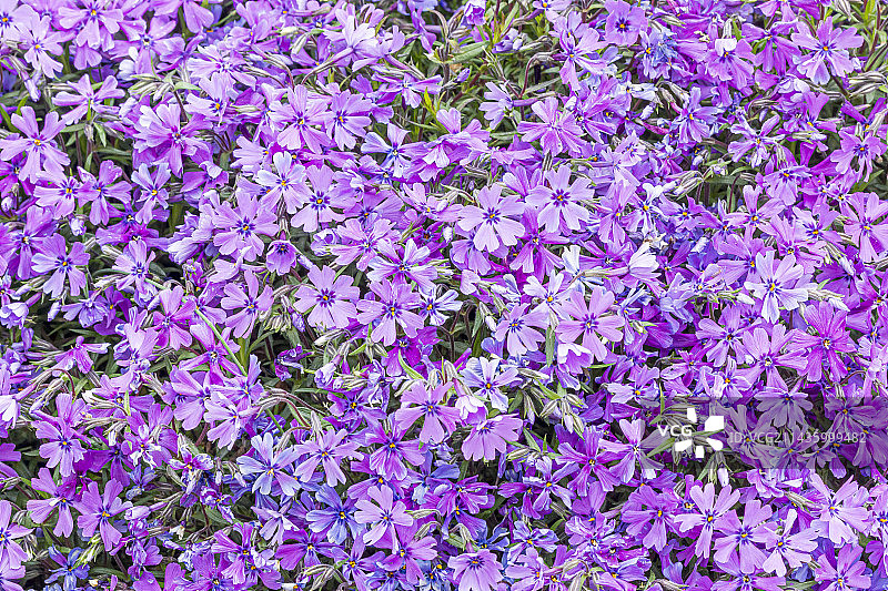 高山蝇子草图片素材