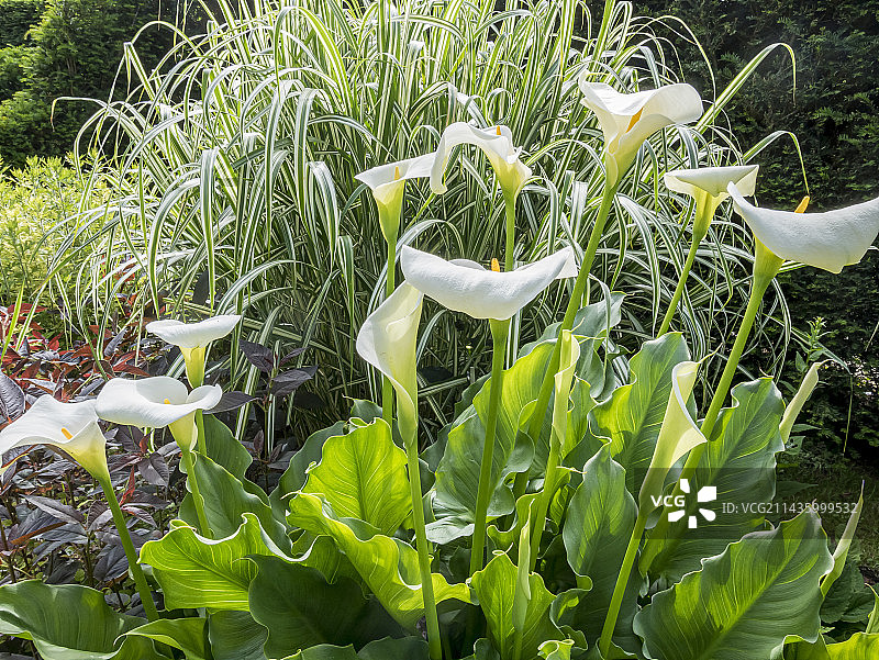 马蹄莲和花叶芦竹图片素材
