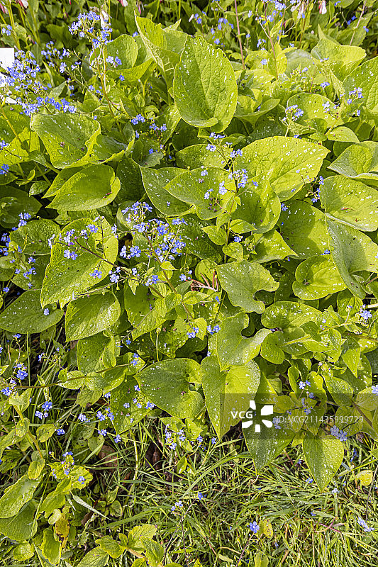 大叶勿忘我图片素材