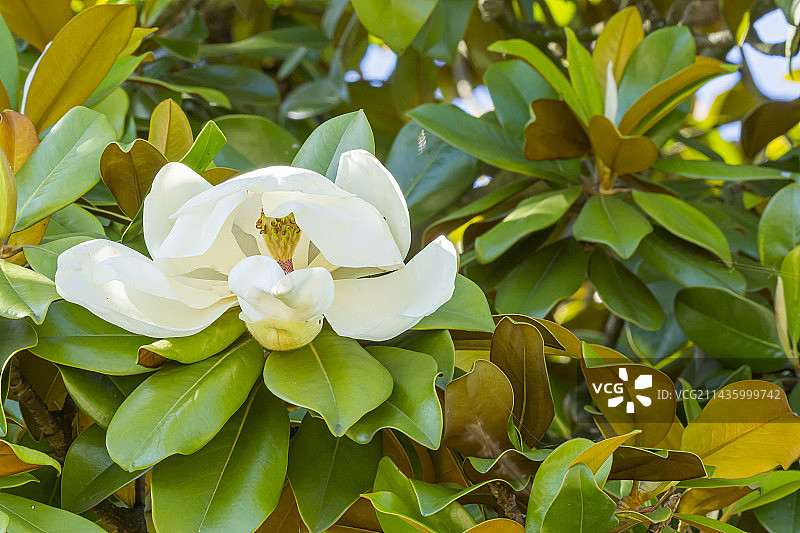 广玉兰图片素材