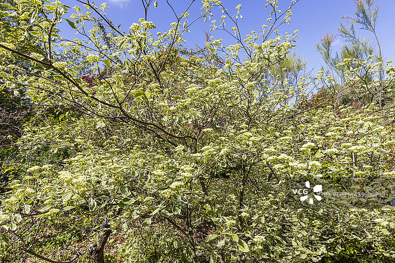 互生叶山茱萸粉色斑点花朵盛开图片素材