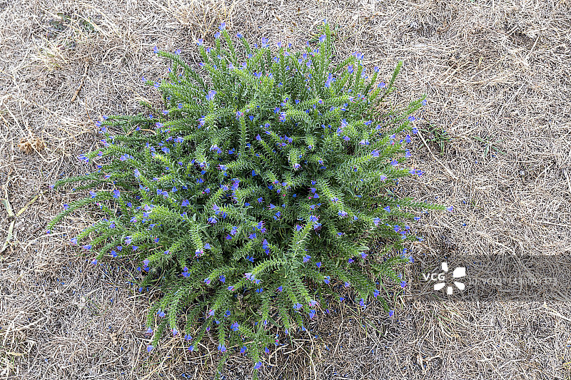 夏天法国摩泽尔花园中的蓝蓟图片素材
