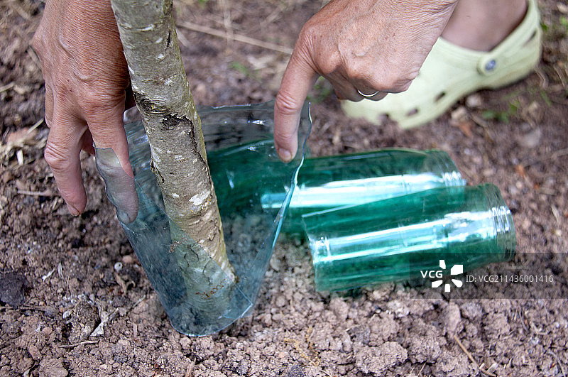 安装塑料瓶以保护树干免受兔子侵害图片素材