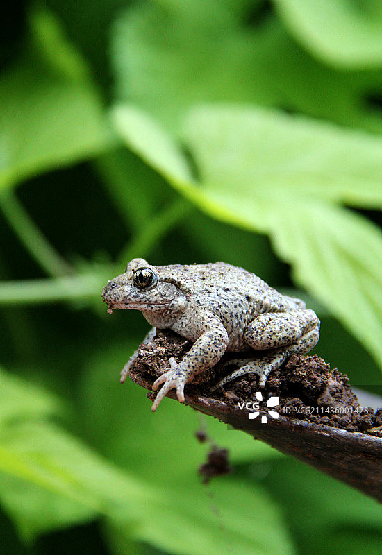 法国花园里的小蟾蜍图片素材