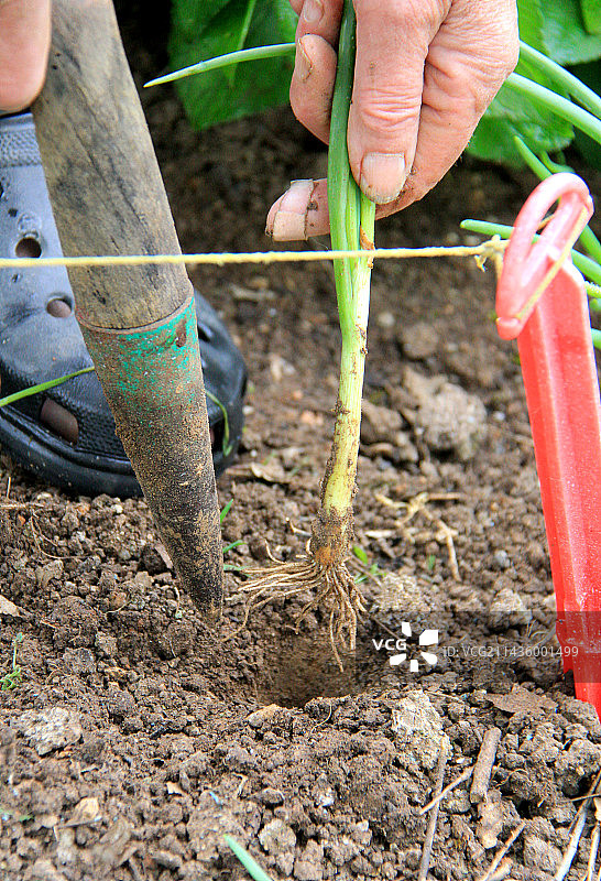 菜园洋葱移栽步骤3图片素材
