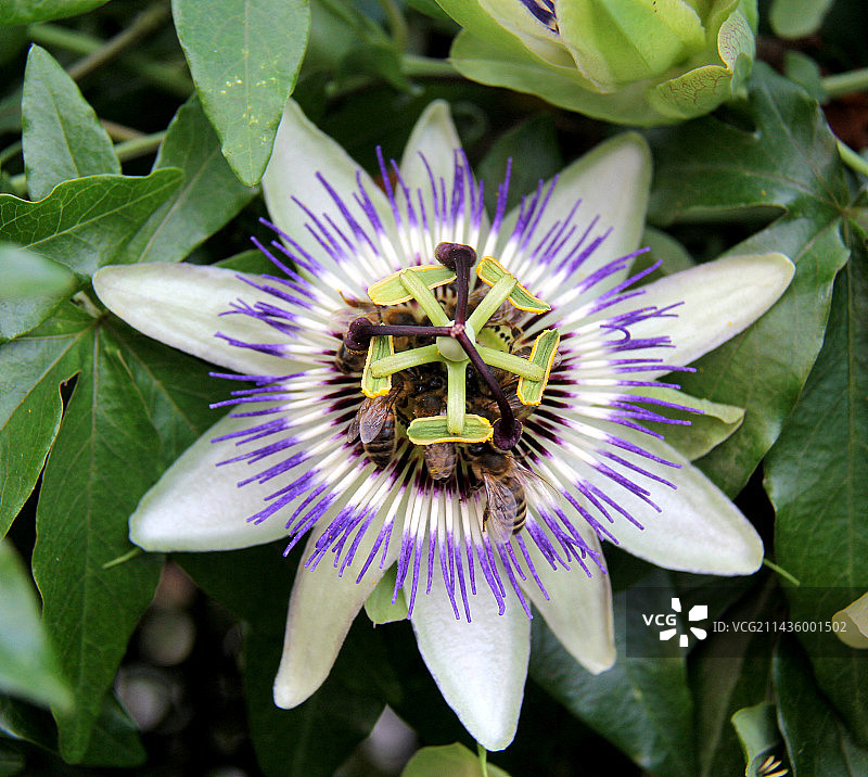 蜜蜂在法国阿尔比采蜜百香花图片素材