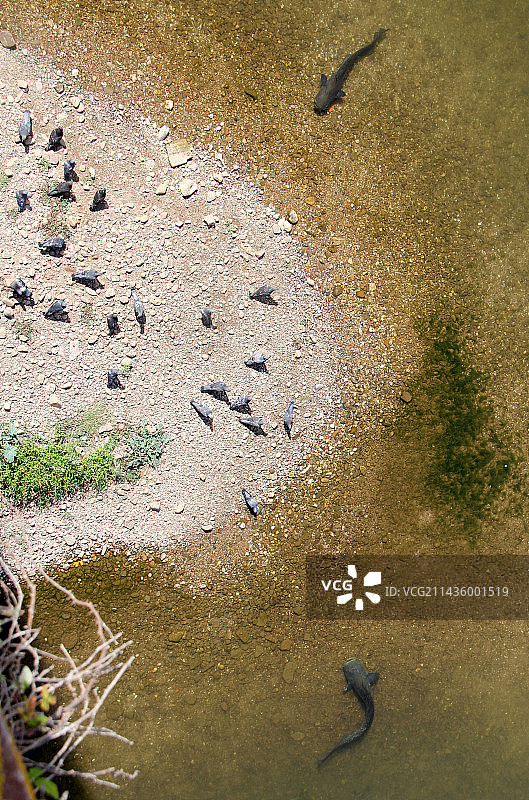 鲶鱼捕食鸽子的现象 (Silurus glanis)，法国图片素材