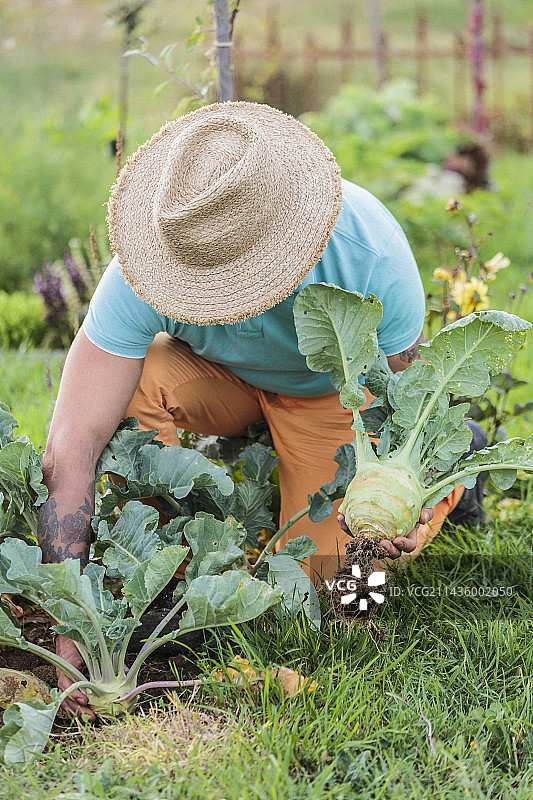 男人在秋季收获球茎甘蓝图片素材