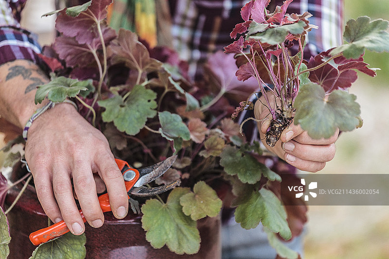 分步切割矾根：切割丛外围的茎图片素材