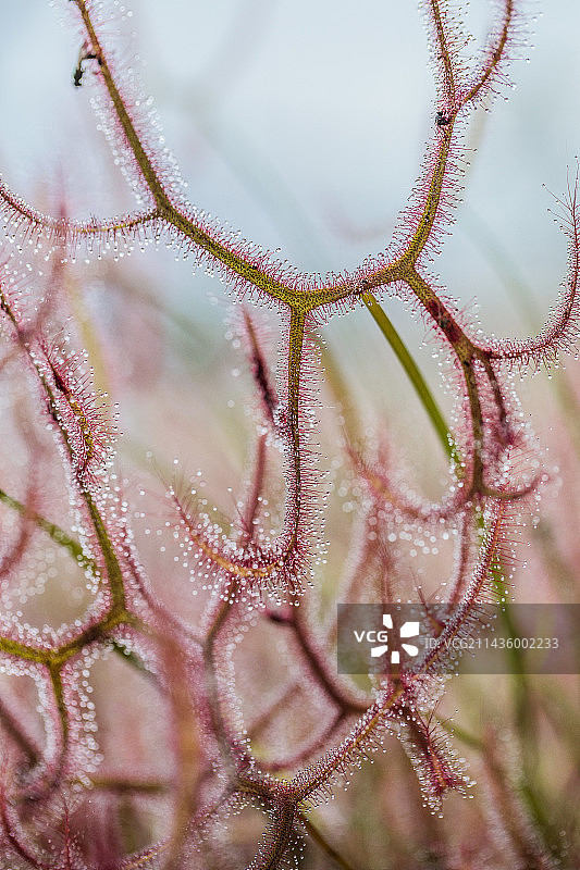 茅膏菜叶子细节，食肉植物图片素材