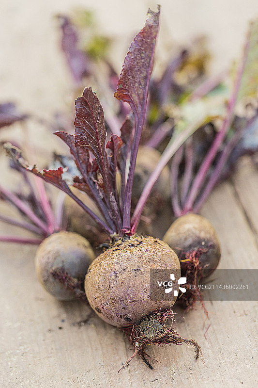 新鲜采摘的“巴勃罗 F1”红甜菜图片素材