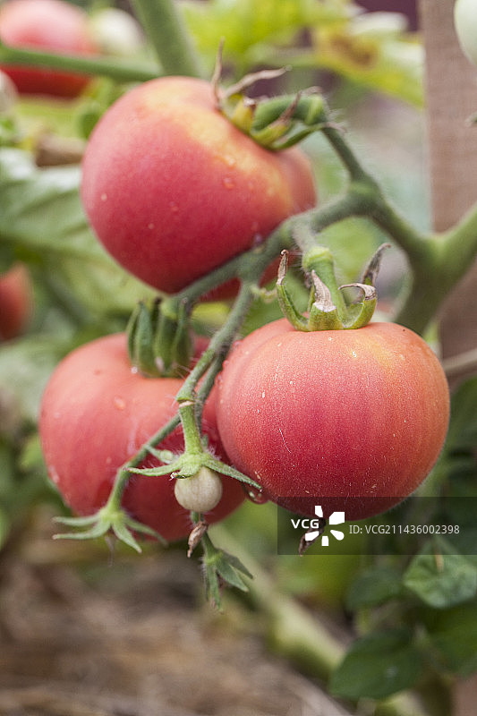 来自乌克兰的灌木状查巴罗夫斯基番茄图片素材