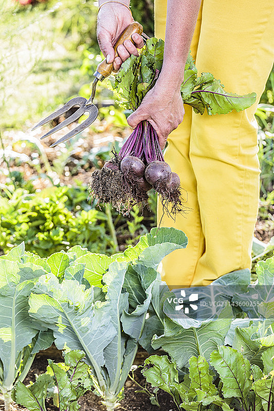 春末小菜园里的甜菜图片素材