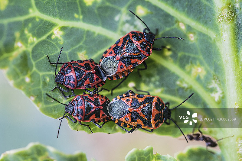 交配中的红甘蓝菜虫图片素材