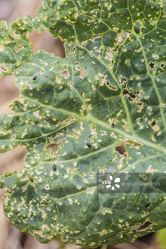 七月份卷心菜叶片上的菜跳甲造成的损害图片素材