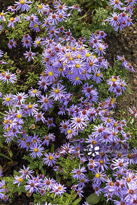 法国索姆省秋季盛开的‘Victor bleu’丛生紫菀图片素材