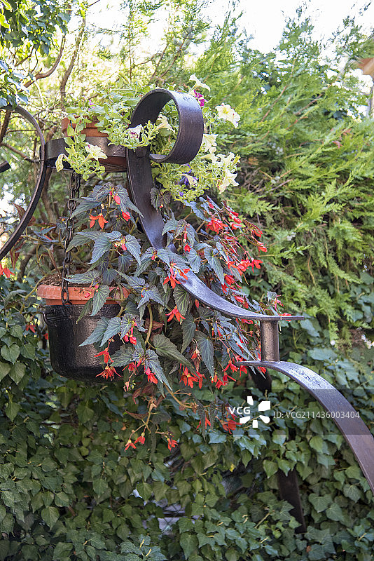 夏季花园中盛开的丽格海棠（学名：Begonia boliviensis），法国瓦尔省图片素材