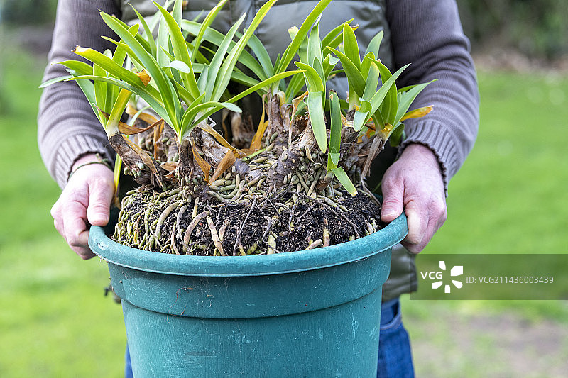男人携带一罐百子莲(Agapanthus sp)在冬季进行分株，法国加来海峡图片素材