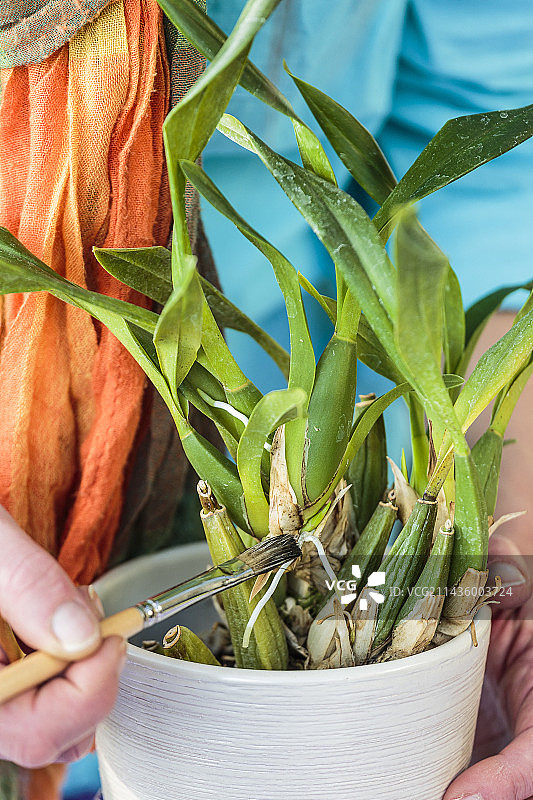 用刷子清洁兰花，防止介壳虫图片素材