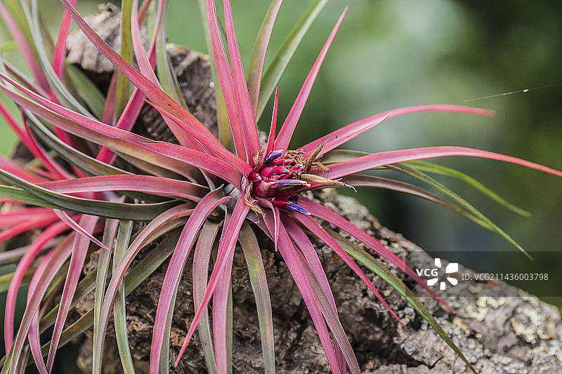 维多利亚杂交空气凤梨图片素材