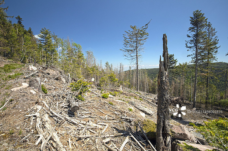 被欧洲云杉树皮甲虫侵染的清理后的云杉林，法国阿尔萨斯图片素材