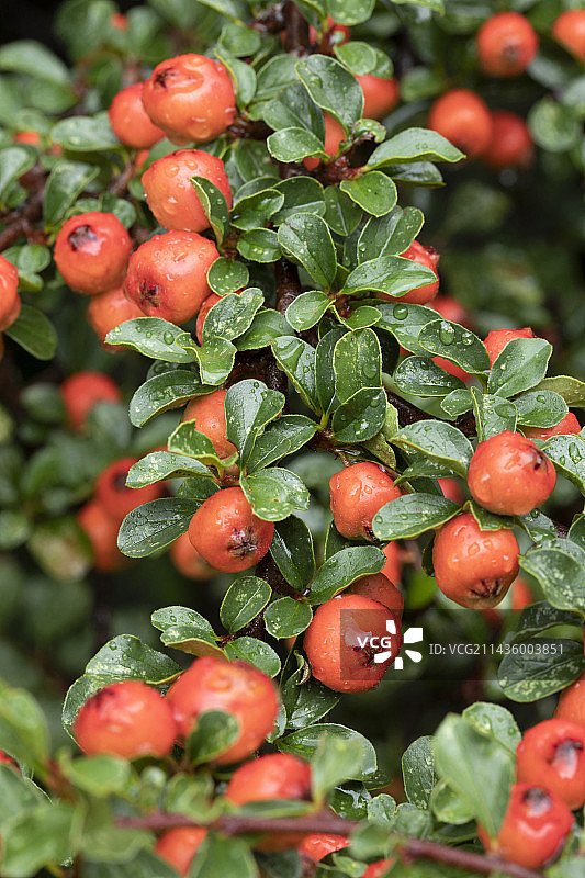 栒子（Cotoneaster nanshan）果实和叶子图片素材