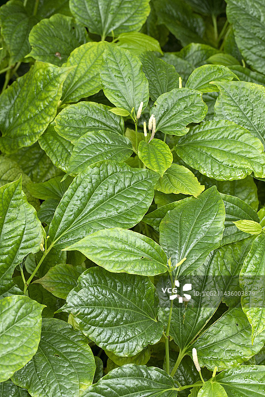 野生胡椒的叶子和花朵图片素材