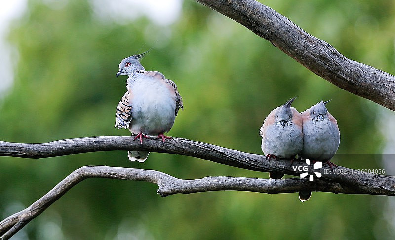 凤头鸠图片素材