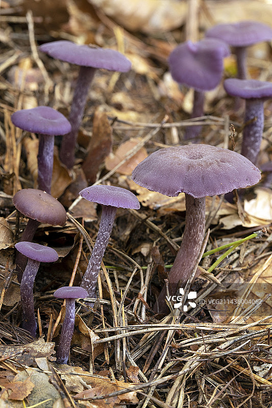 紫水晶欺骗菇（Laccaria amethystina）图片素材