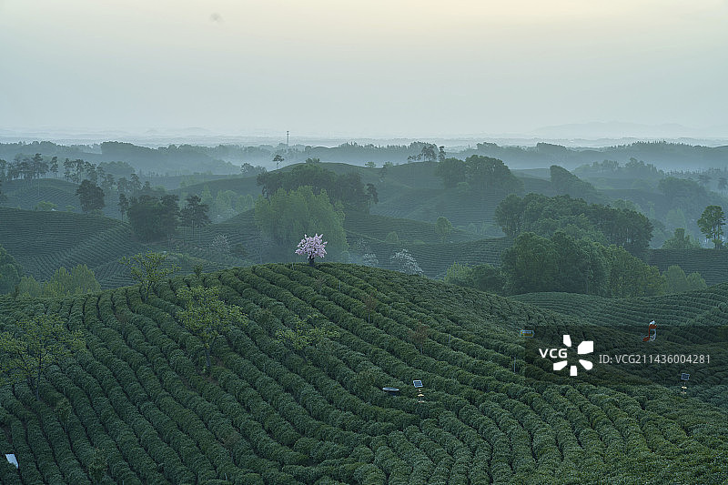 信阳文新茶园图片素材