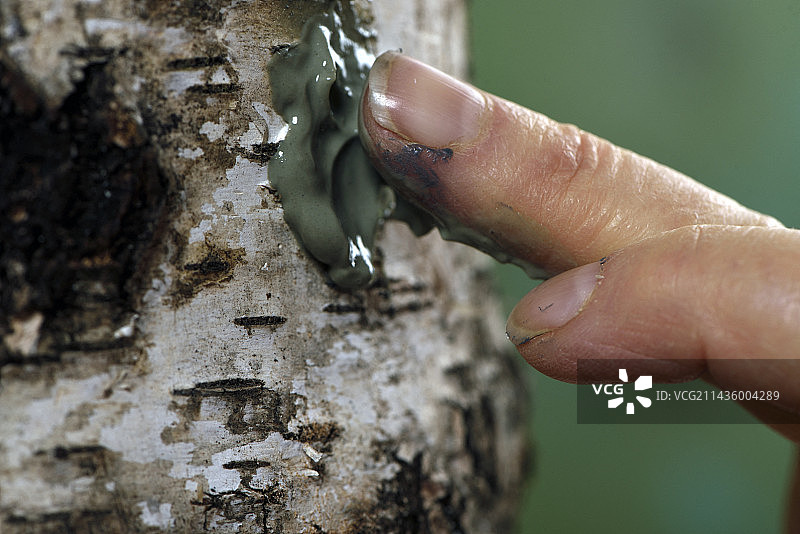 用粘土填补采集桦树汁后的洞，孚日森林图片素材