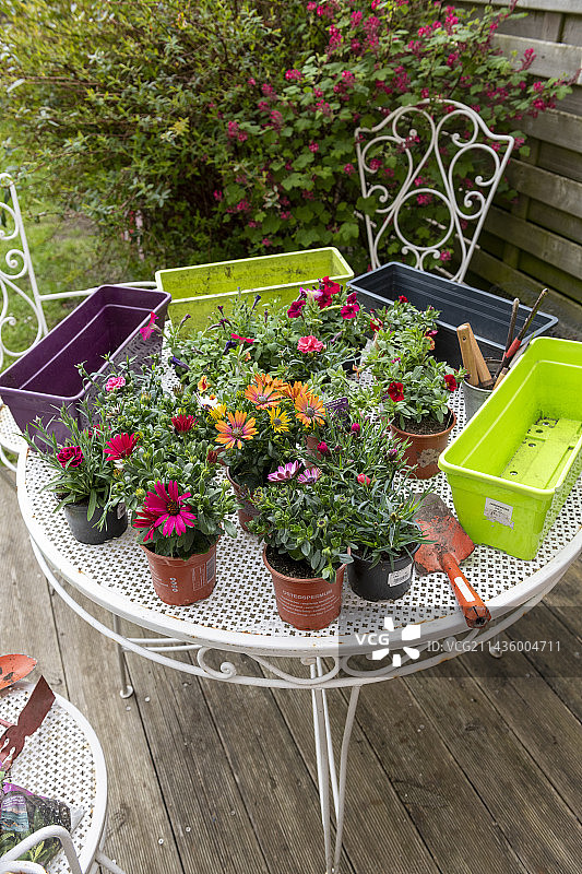 在春季的窗台上种植角雏菊和康乃馨图片素材