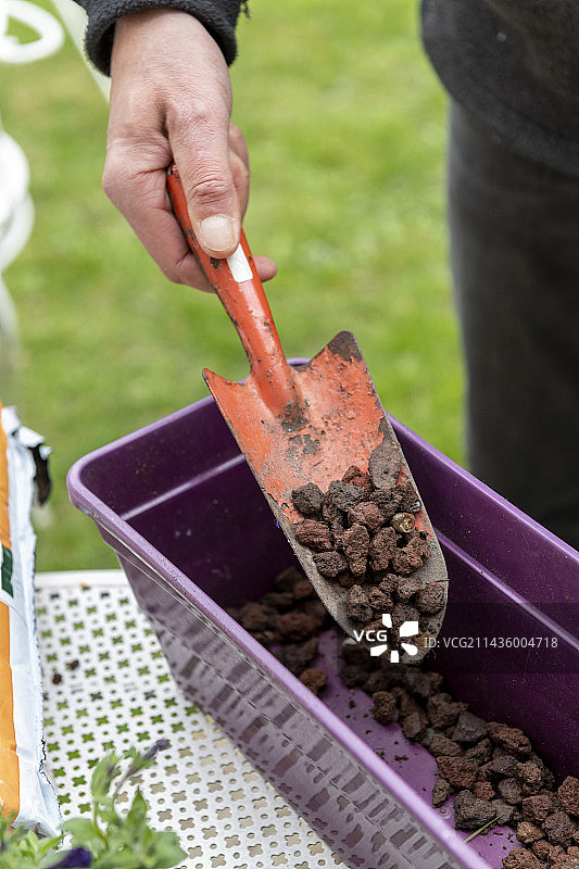 在春季的窗台上种植角雏菊和康乃馨图片素材