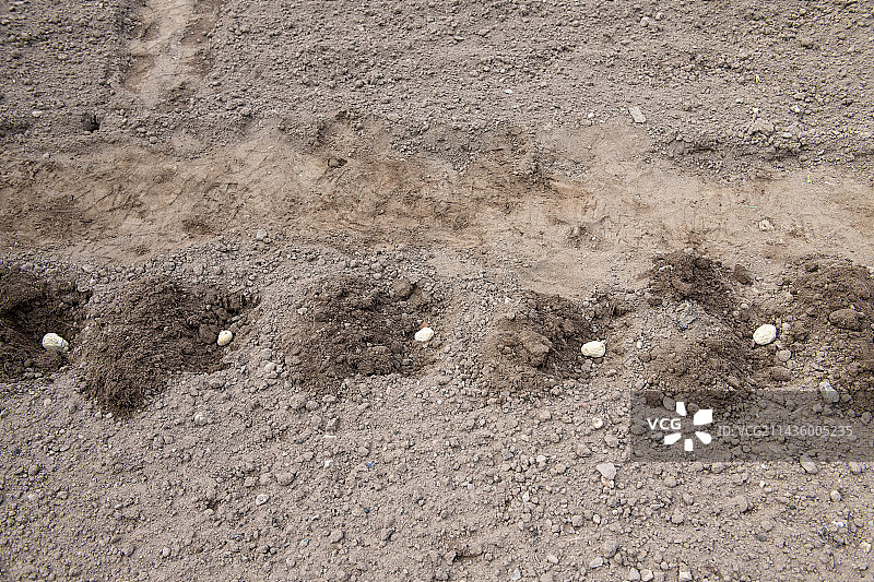 在法国摩泽尔种植“马拉贝尔”土豆图片素材