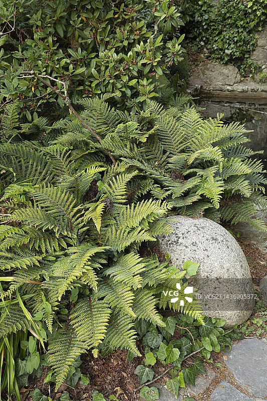 法国日本鳞毛蕨图片素材
