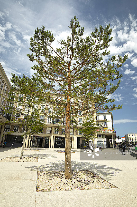 勒阿弗尔市街道上种植的苏格兰松树图片素材